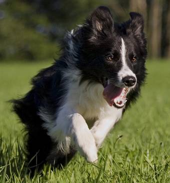 Willkommen bei den raindogs Agility Team Regen